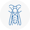 Derbyshire Wasp Nest Removal
